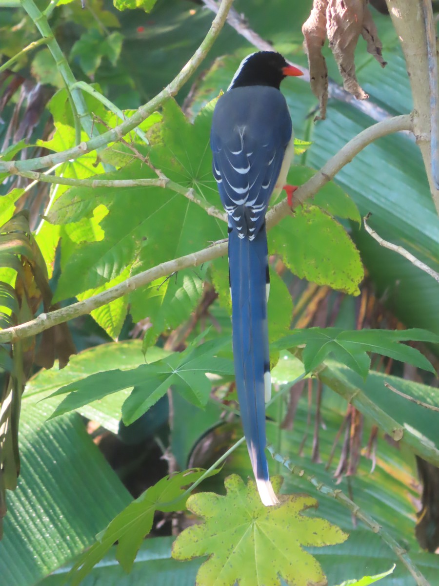 Red-billed Blue-Magpie - ML642895261