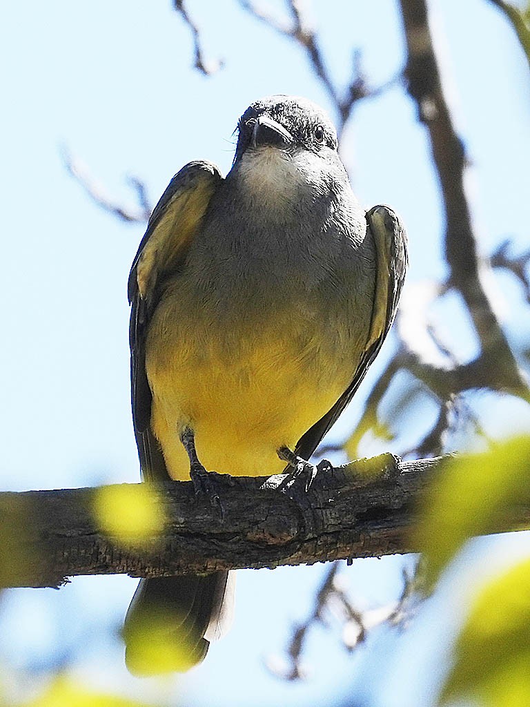 Cassin's Kingbird - ML642895269