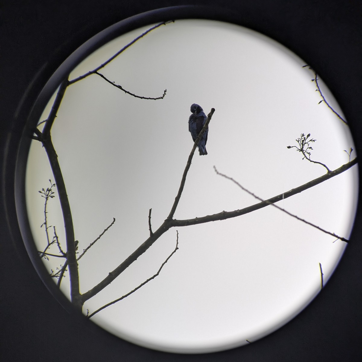 Blue Cotinga - ML642895273