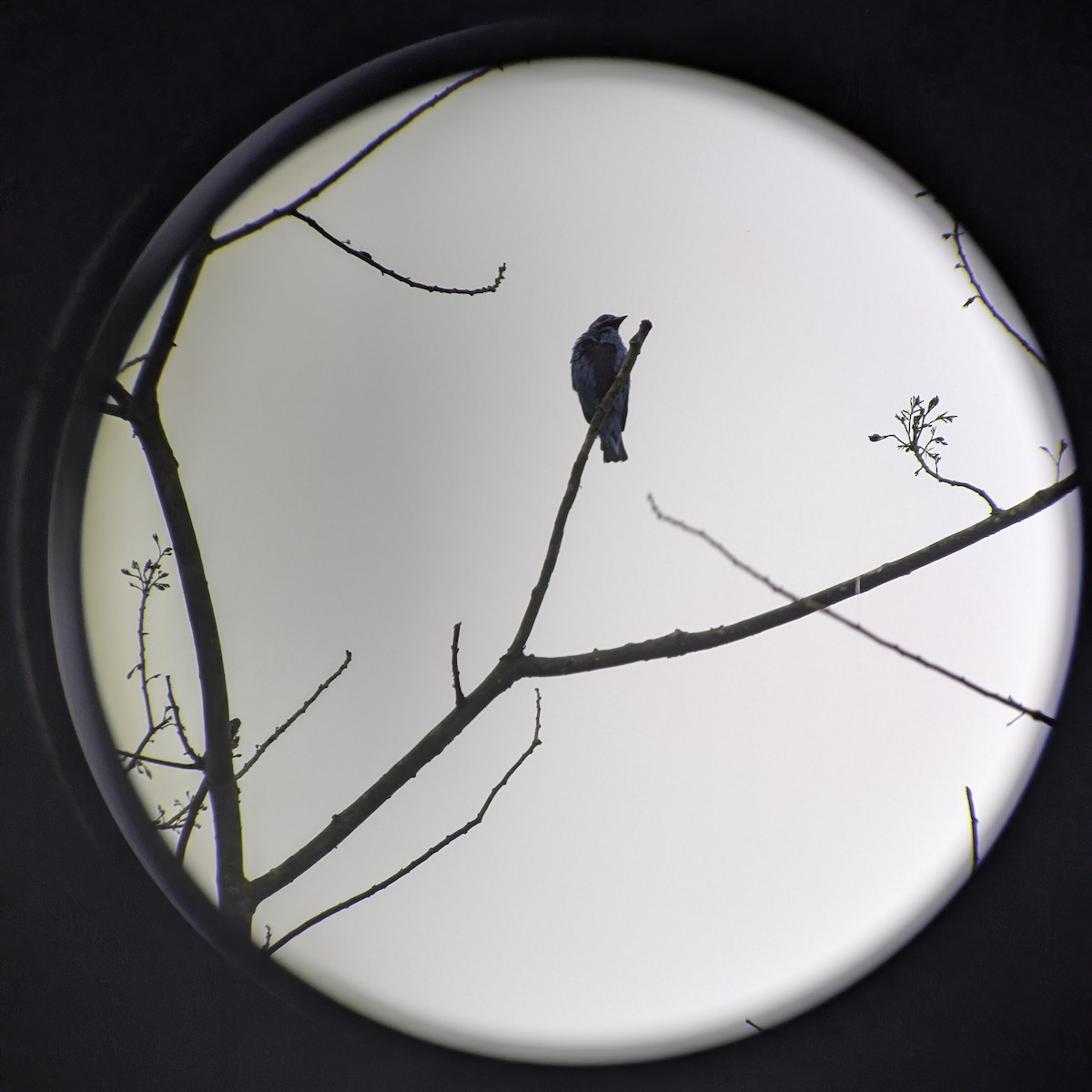 Blue Cotinga - ML642895279