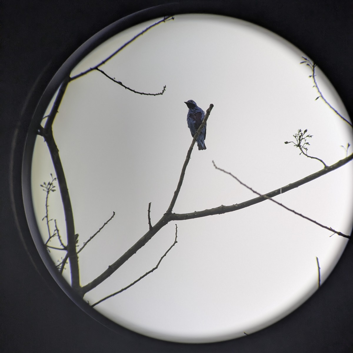 Blue Cotinga - ML642895282