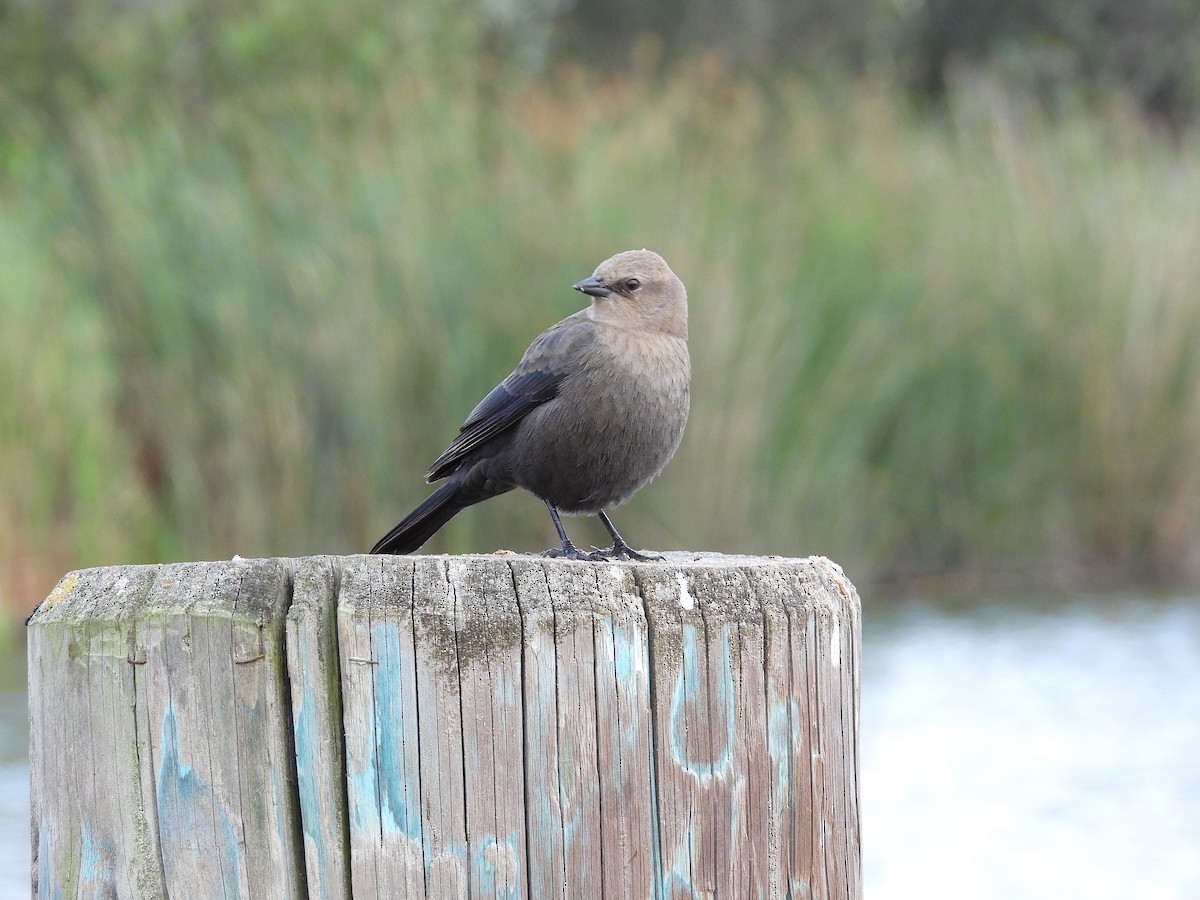 Brewer's Blackbird - ML642895287