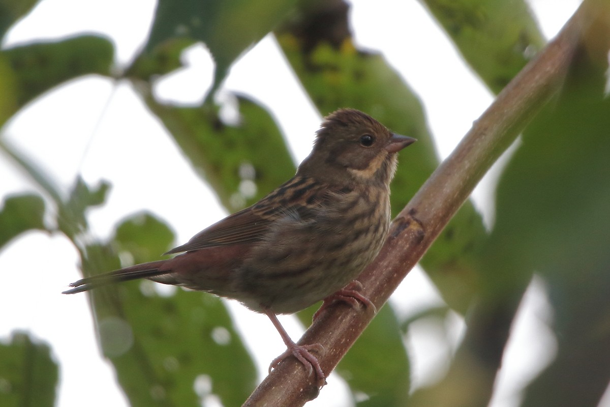 Gray Bunting - ML642895288