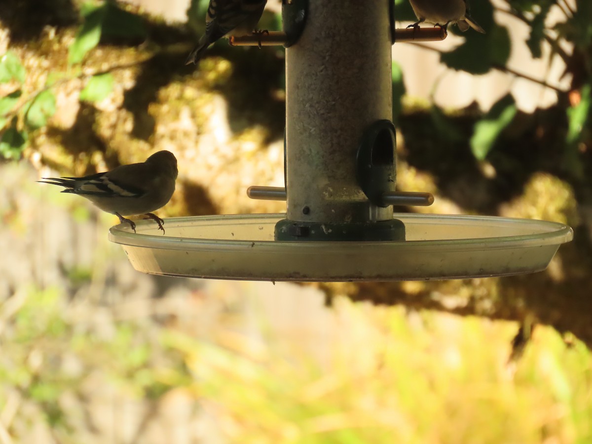 American Goldfinch - ML642895299