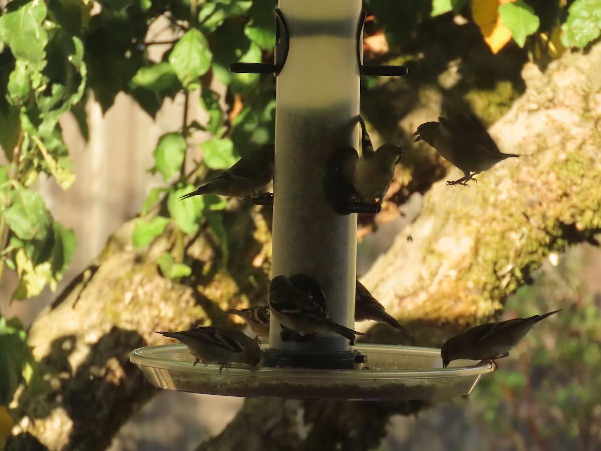 American Goldfinch - ML642895300