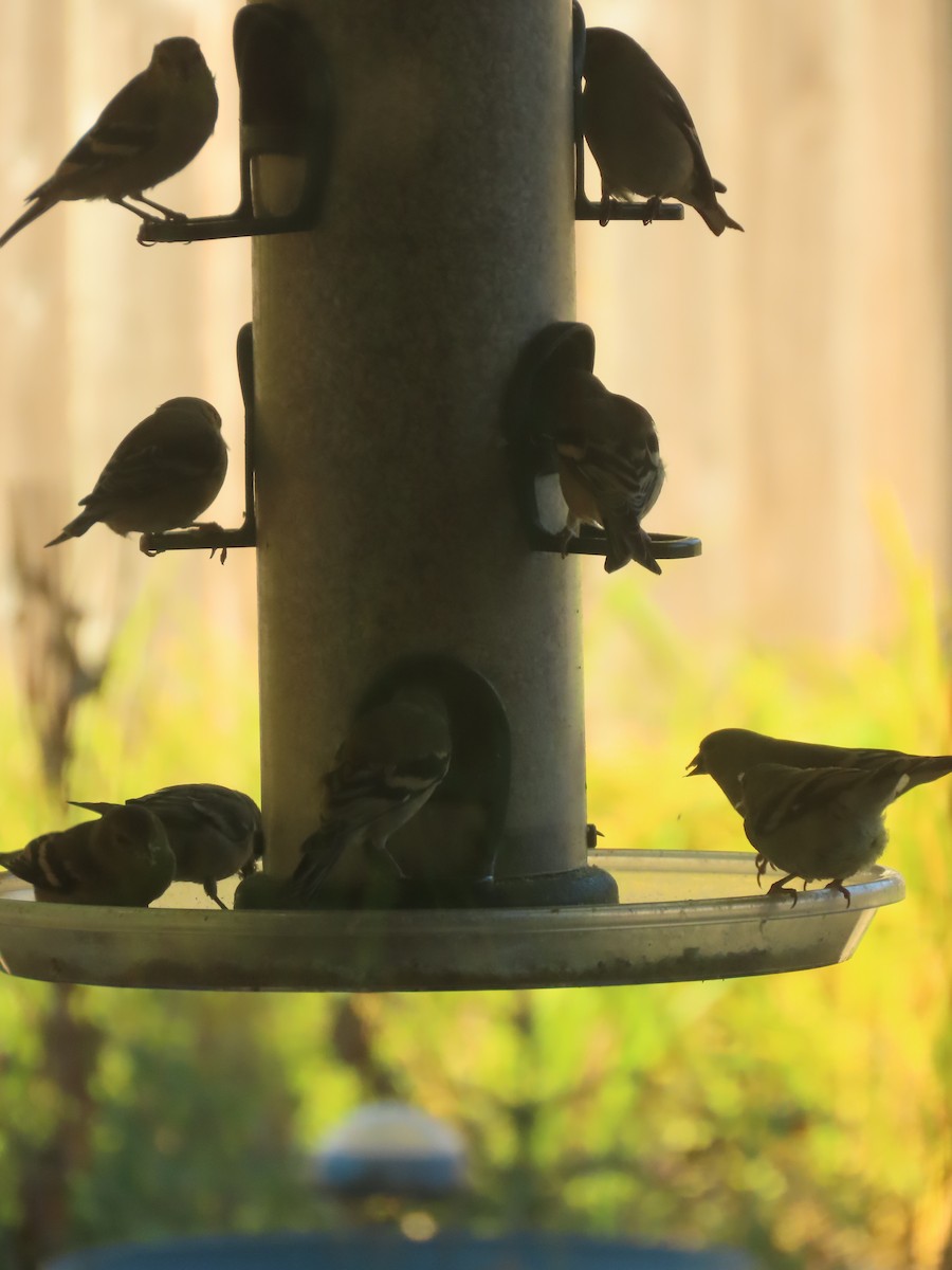 American Goldfinch - ML642895302