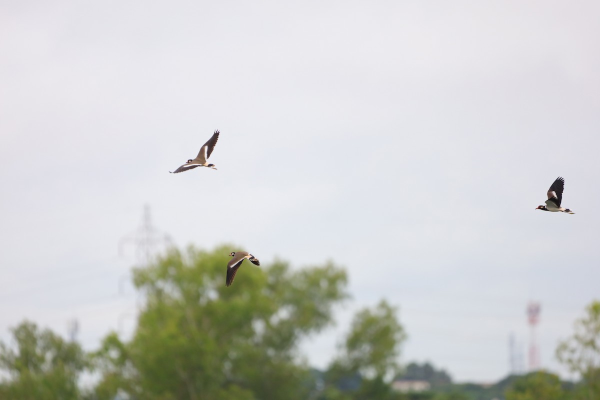 Red-wattled Lapwing - ML642895305