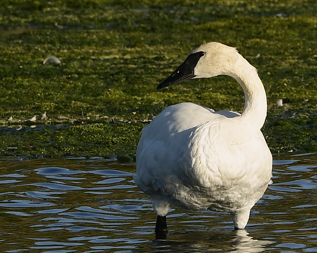 Trumpeter Swan - ML642895312