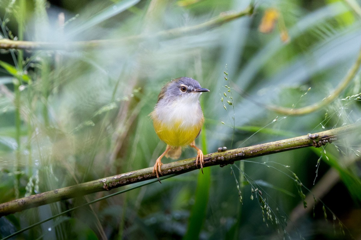 Yellow-bellied Prinia - ML642895313