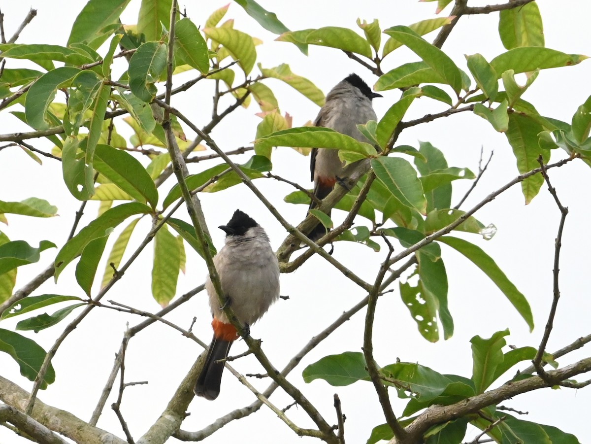 Sooty-headed Bulbul - ML642895314