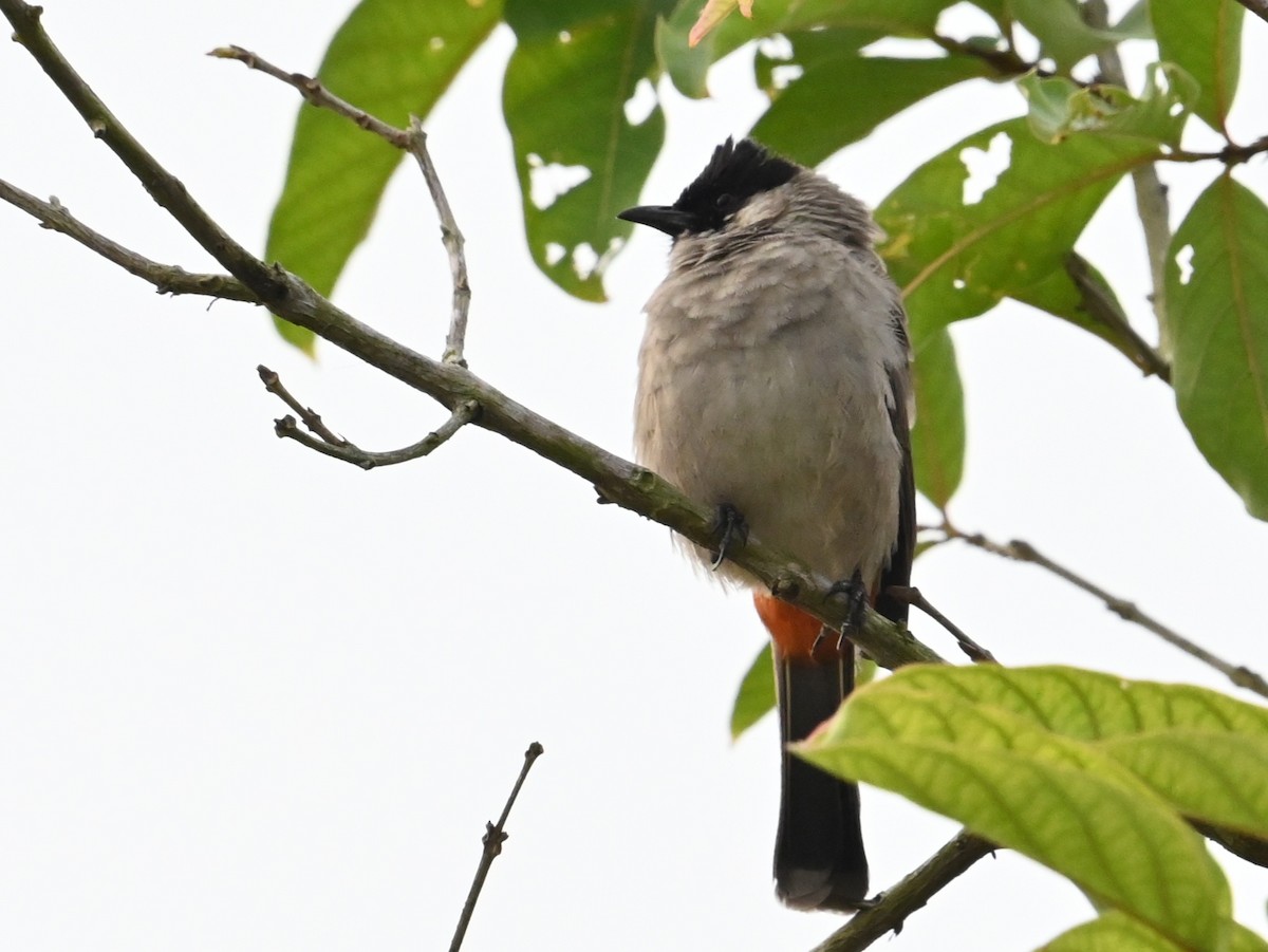 Sooty-headed Bulbul - ML642895321