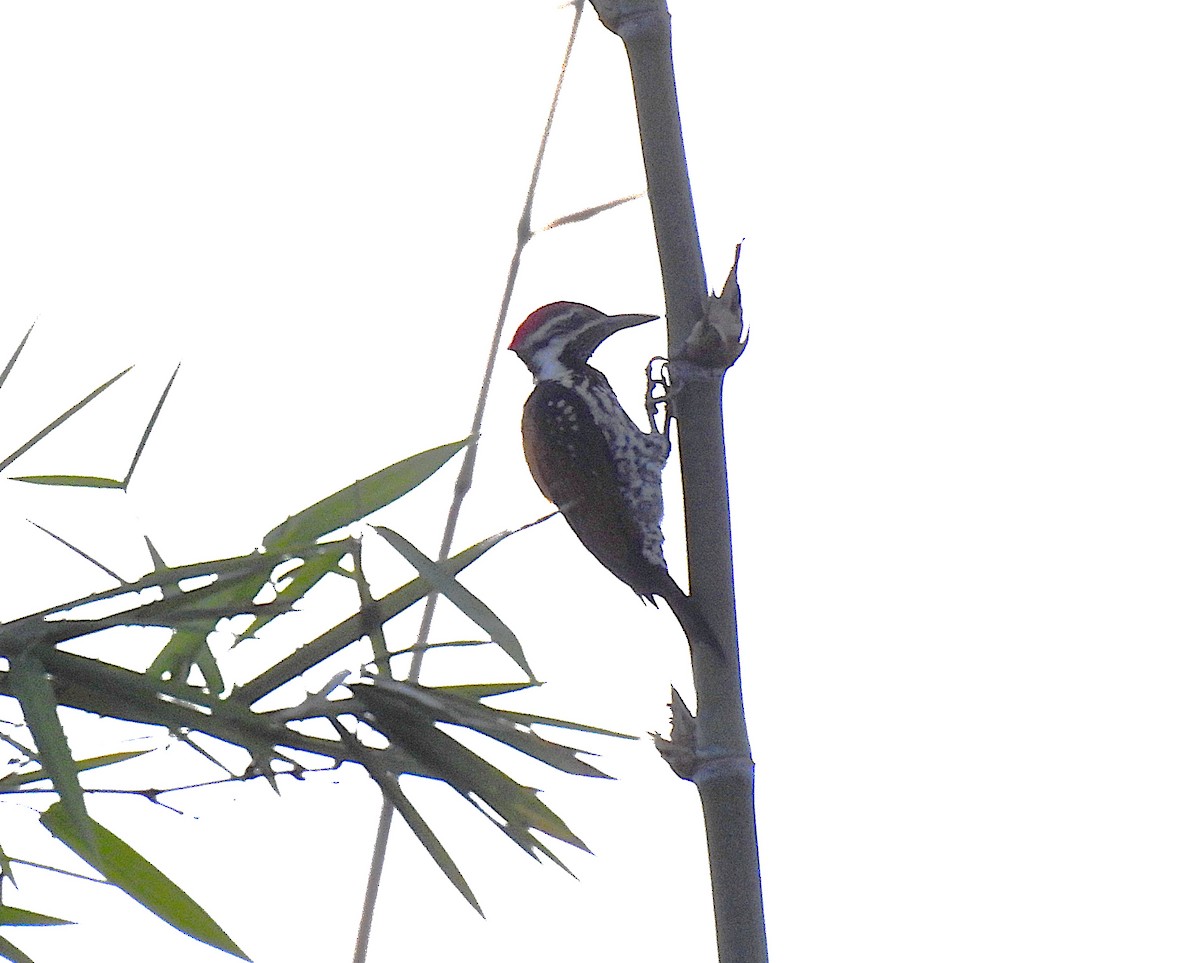 Black-rumped Flameback - ML642895323