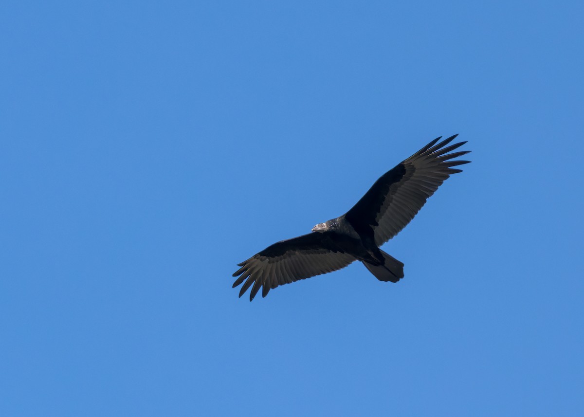 Turkey Vulture - ML642895327