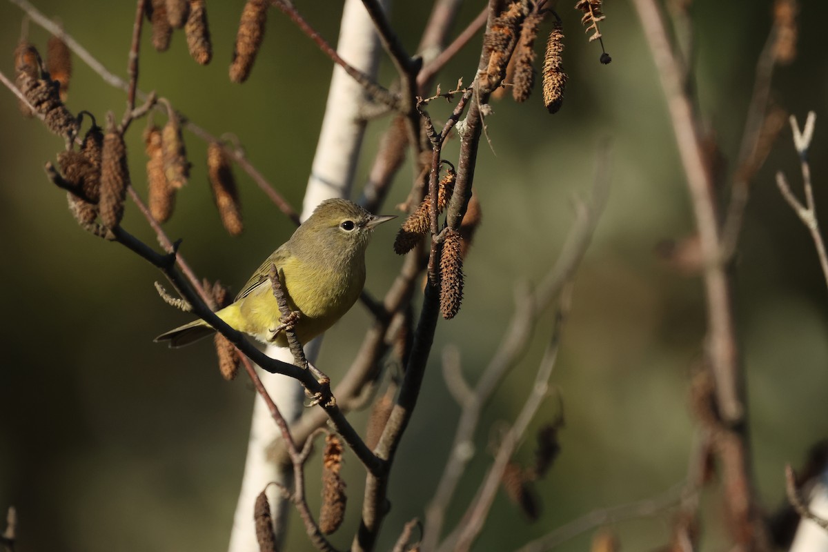 Orange-crowned Warbler - ML642895328