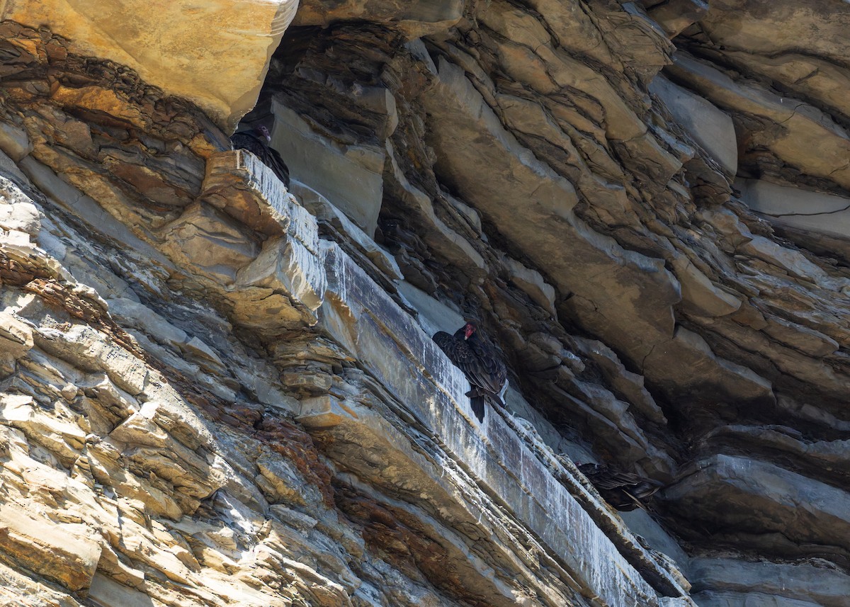 Turkey Vulture - ML642895329