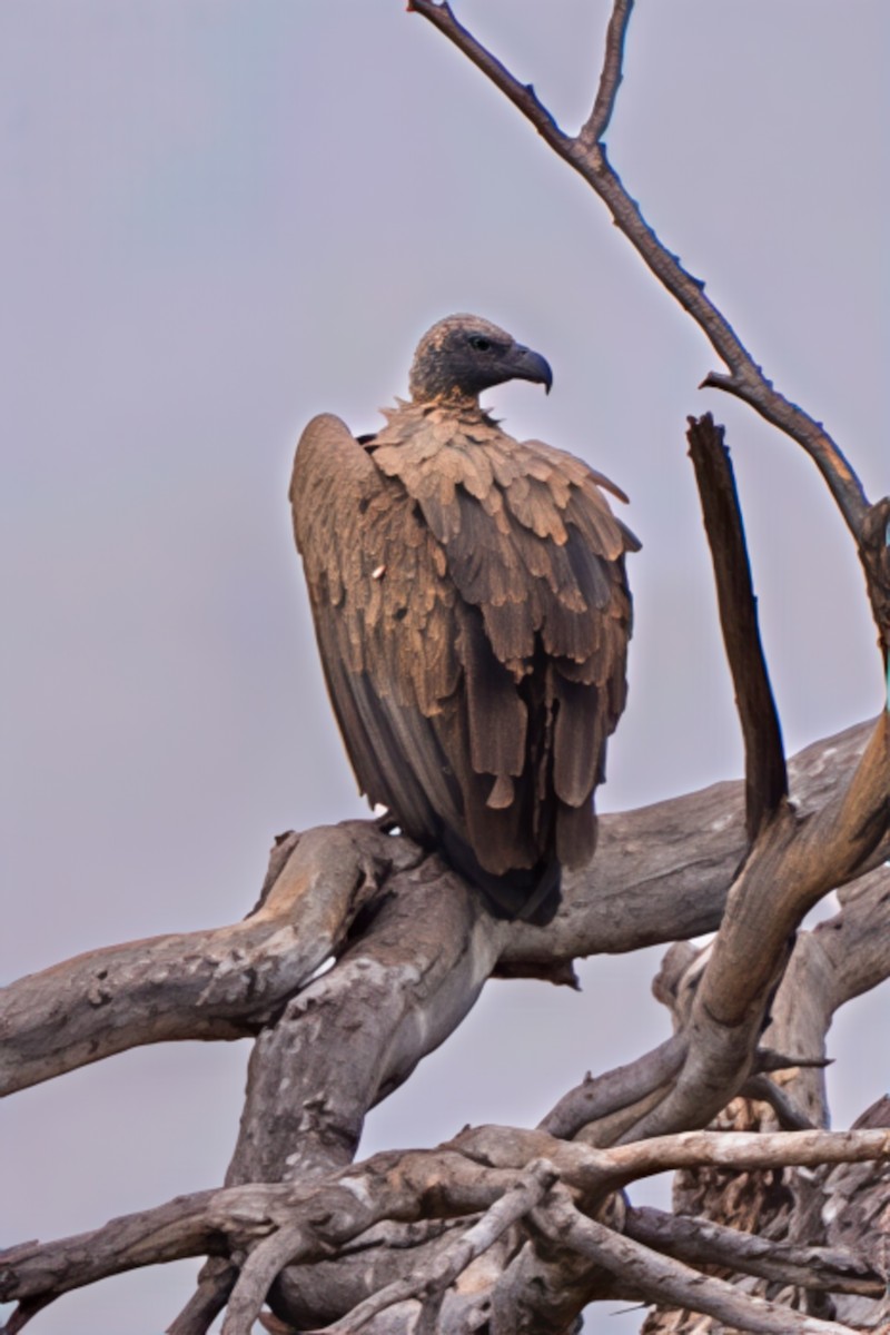 White-backed Vulture - ML642895332