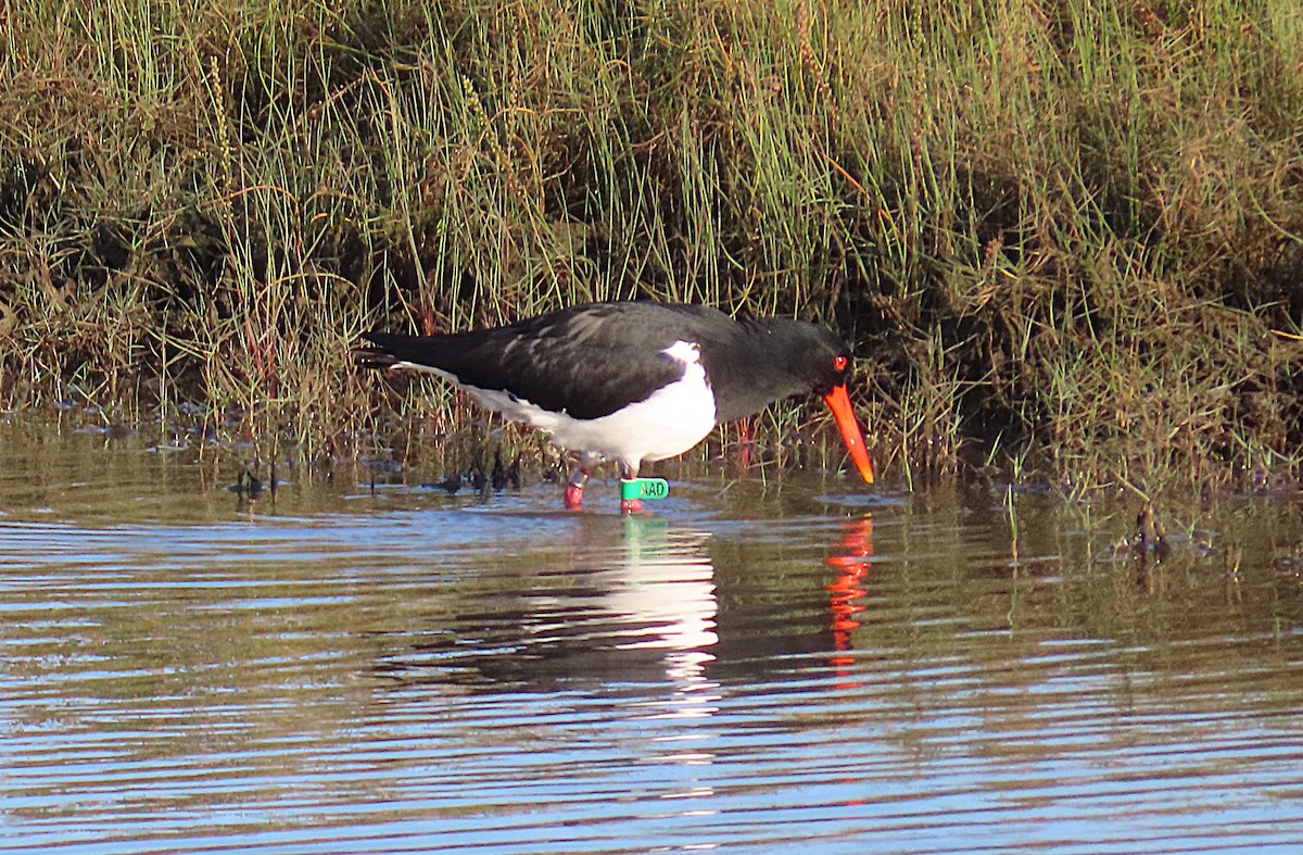 Pied Oystercatcher - ML642895338