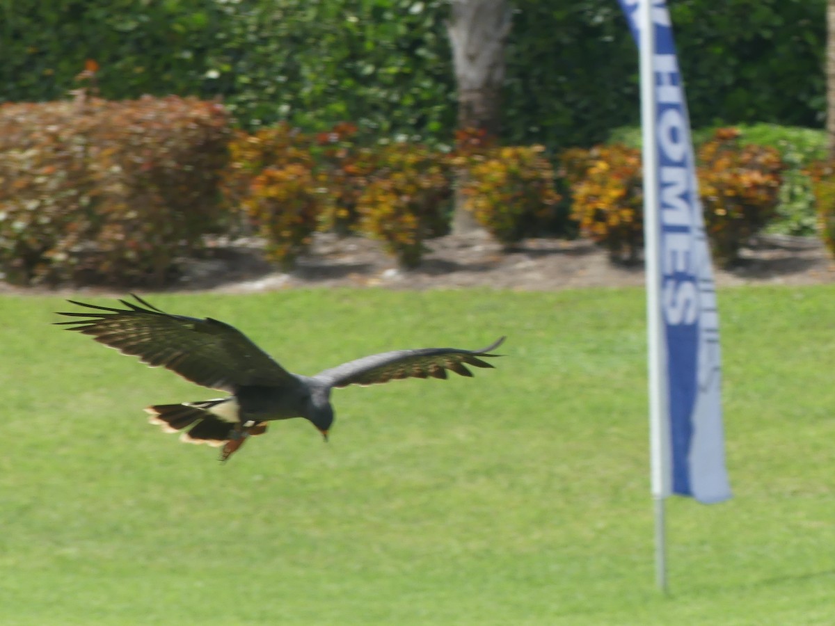 Snail Kite - ML642895339