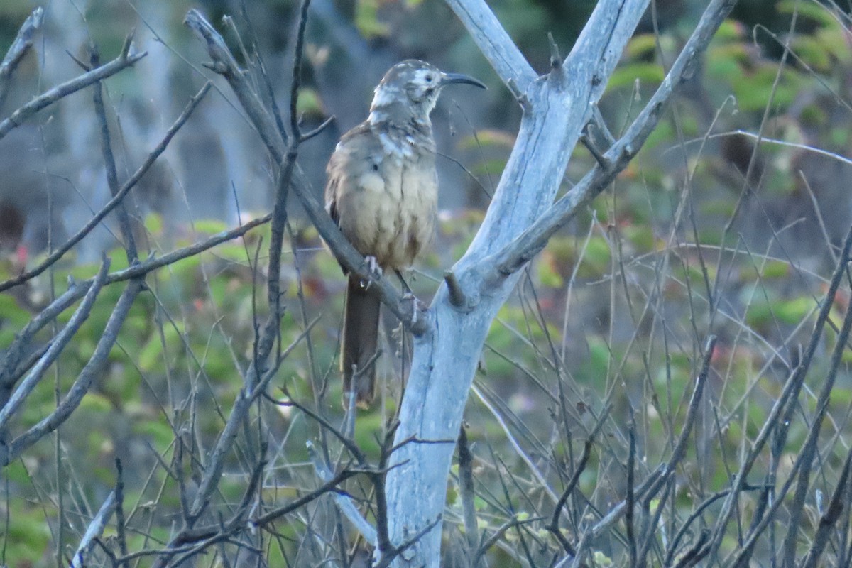 California Thrasher - ML642895340