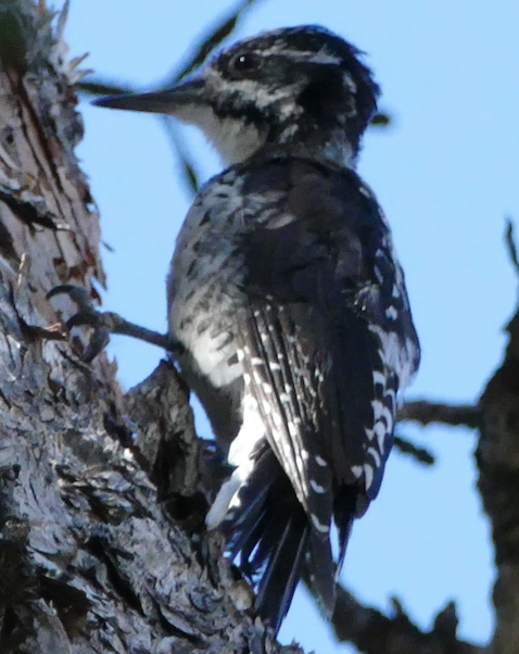 American Three-toed Woodpecker - ML642895356