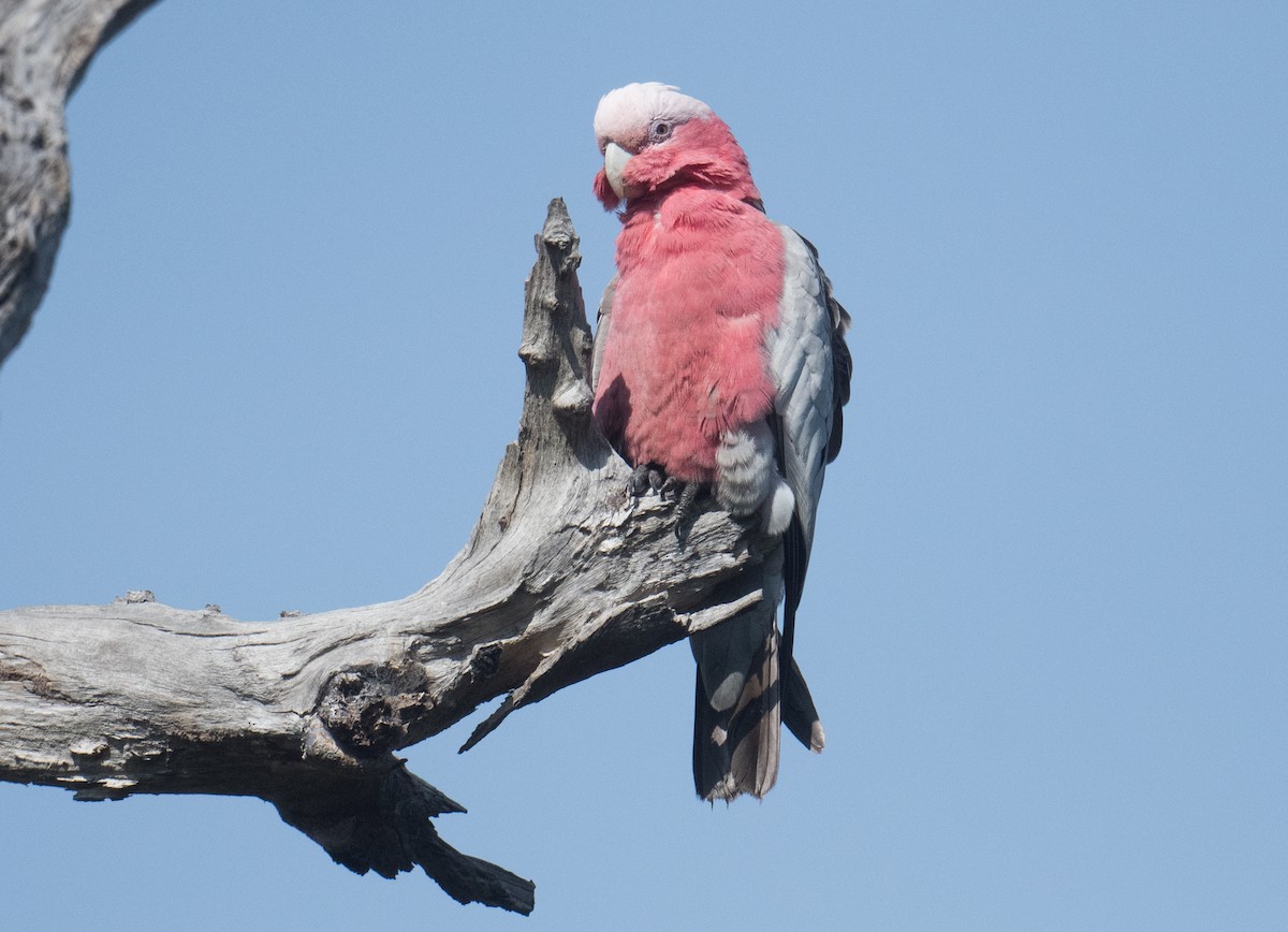 Galah - ML642895357
