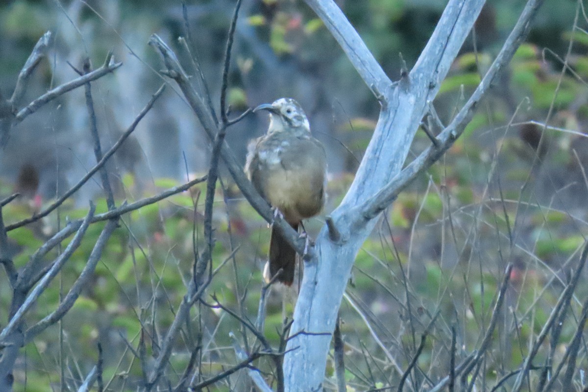 California Thrasher - ML642895358