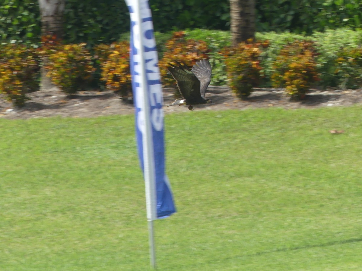 Snail Kite - ML642895368