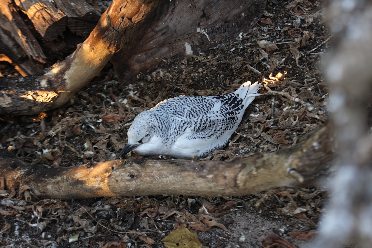 Red-tailed Tropicbird - ML642895369