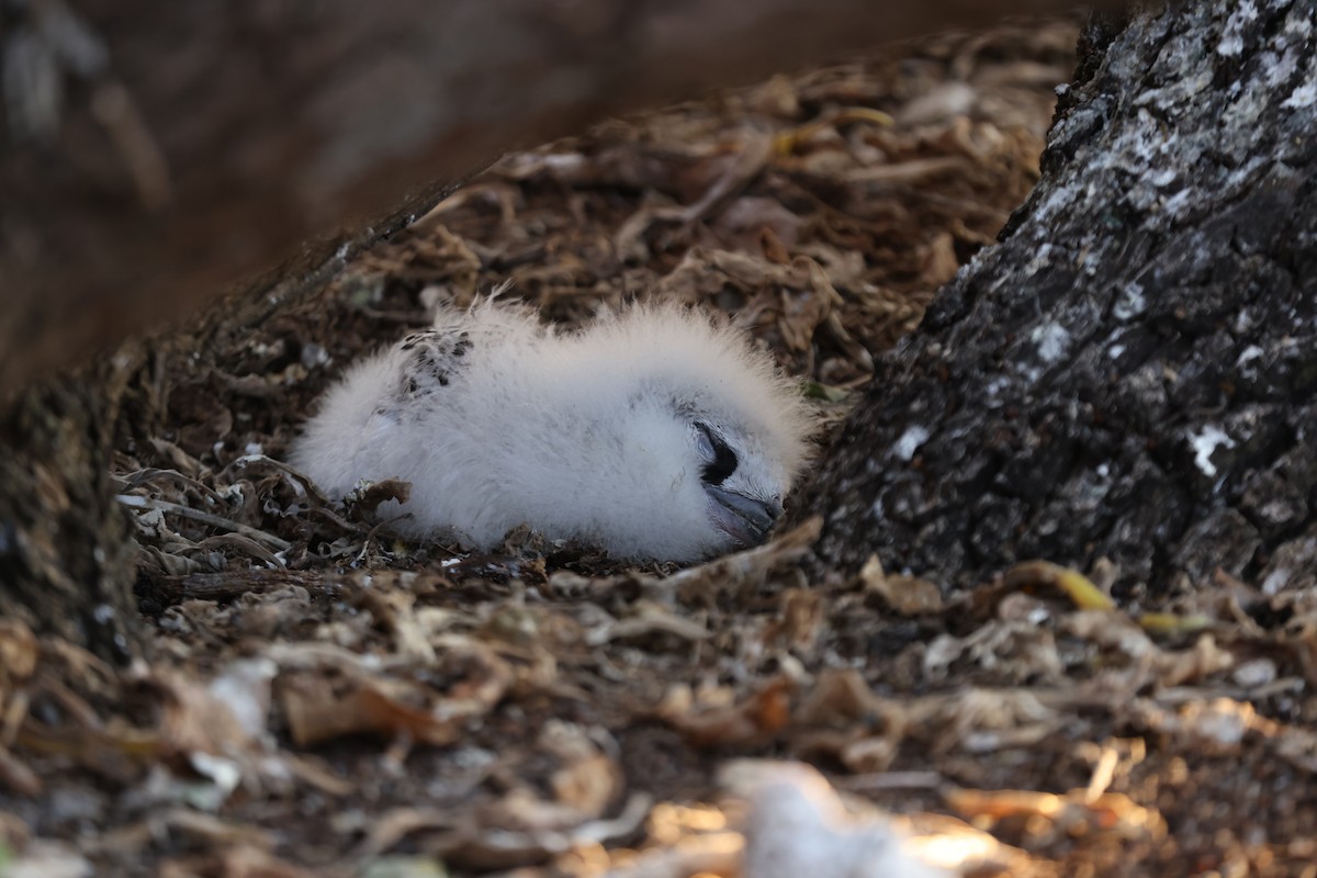 Red-tailed Tropicbird - ML642895372