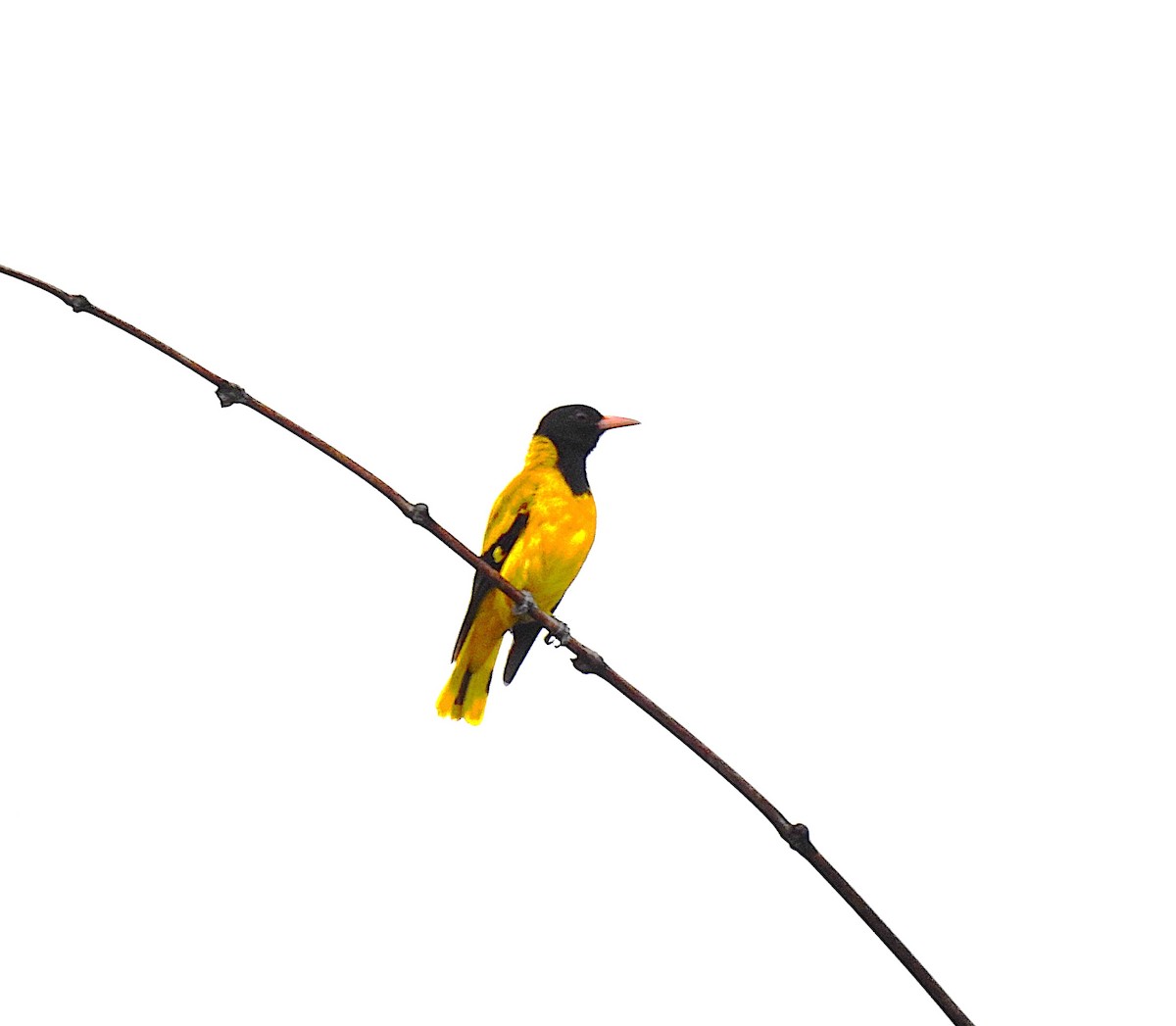 Black-hooded Oriole - ML642895387