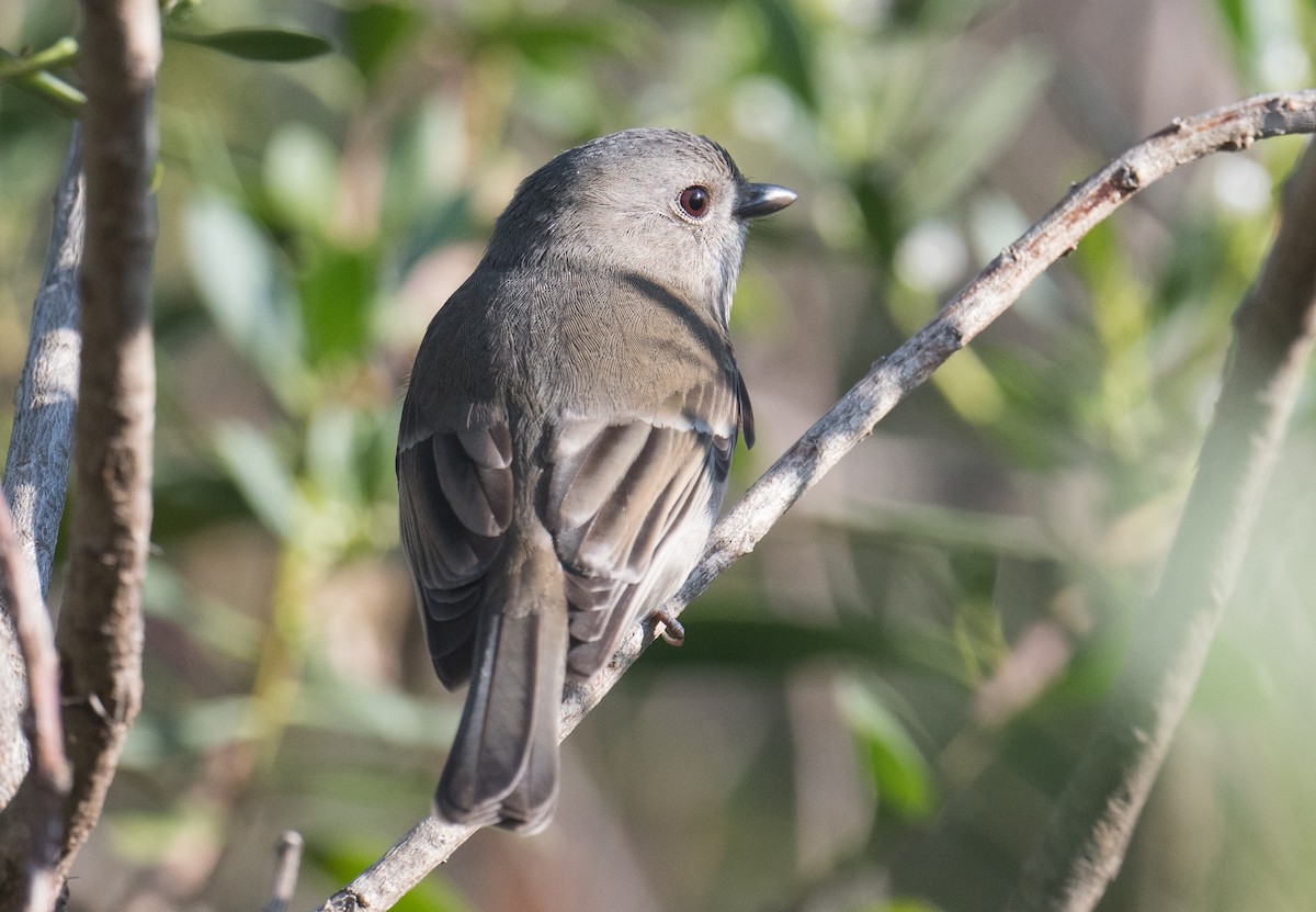 Golden Whistler (Eastern) - ML642895395