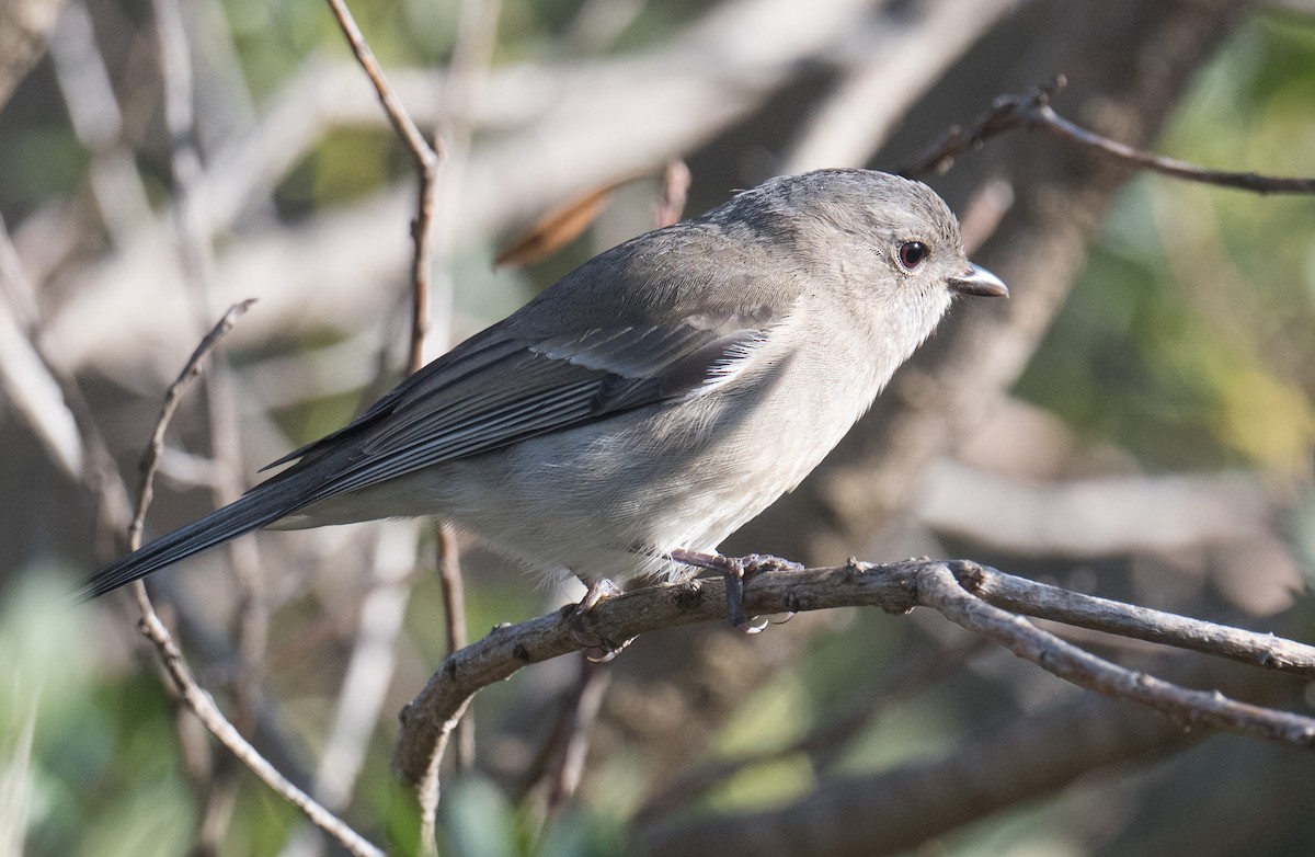 Golden Whistler (Eastern) - ML642895400