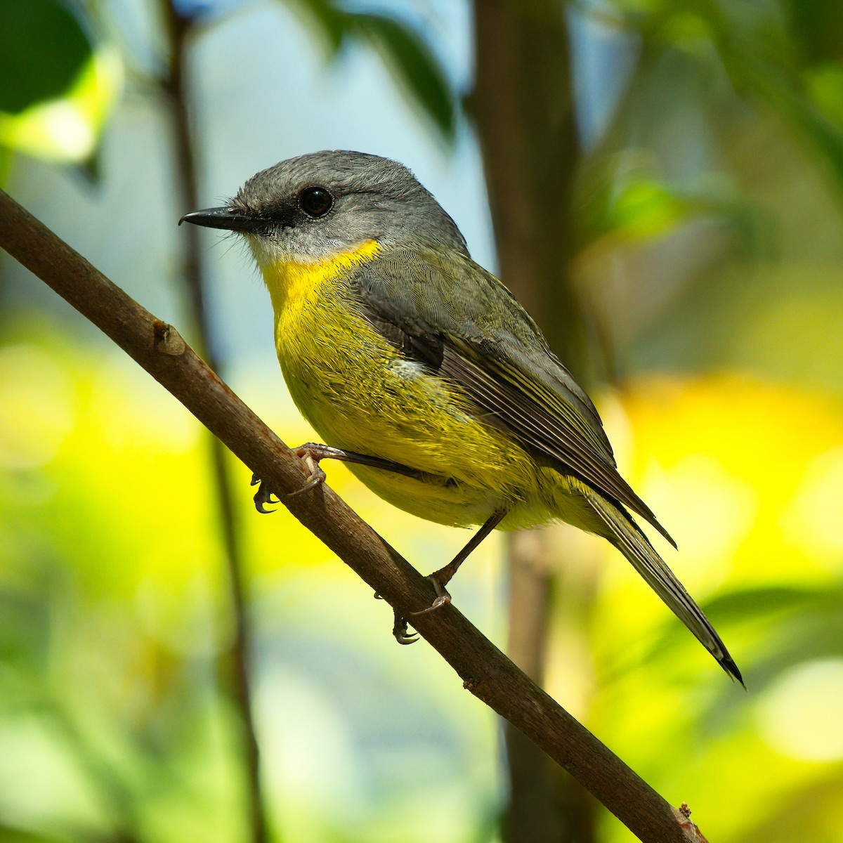 Eastern Yellow Robin - ML642895401