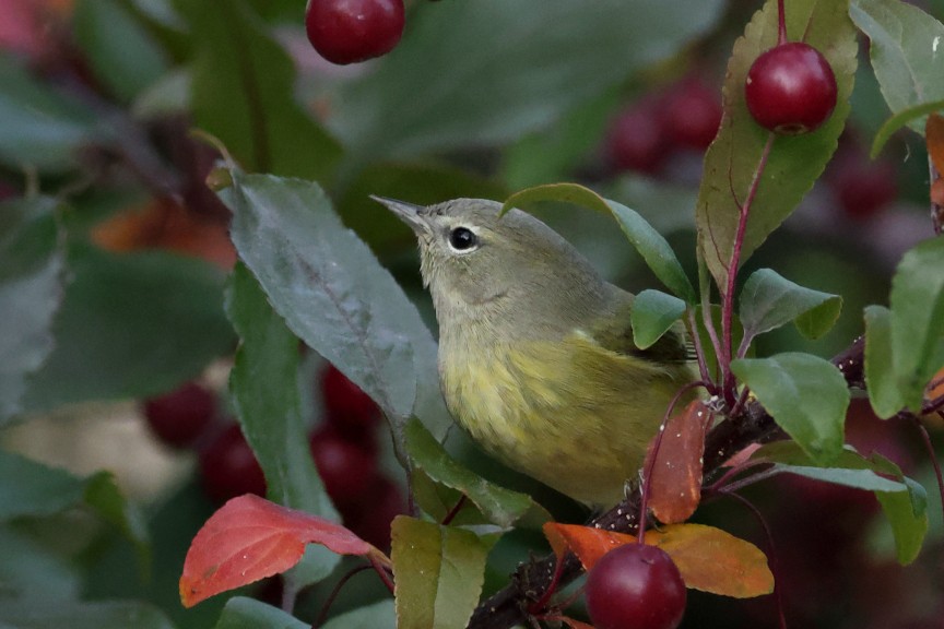 Orange-crowned Warbler (Gray-headed) - ML642895408