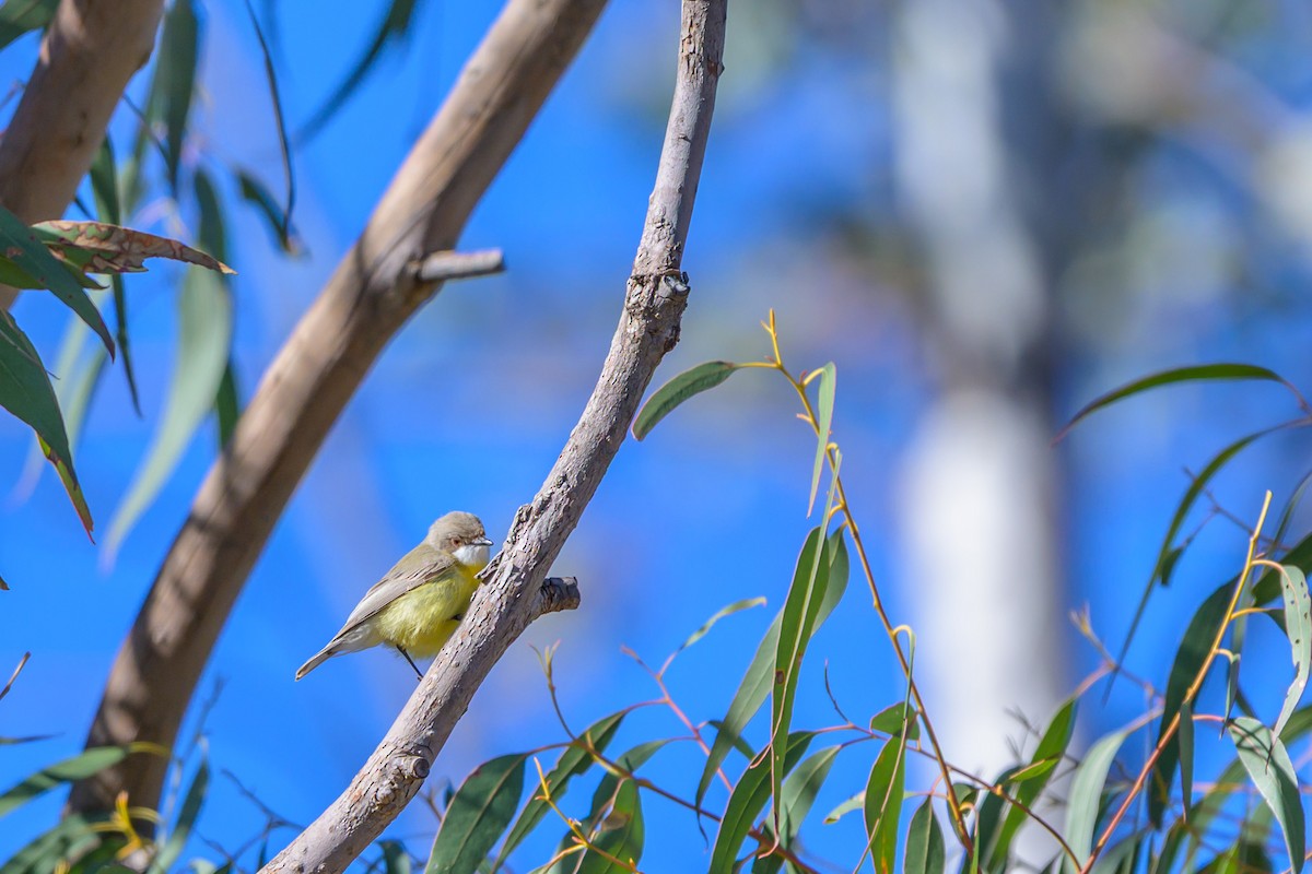 White-throated Gerygone - ML642895419