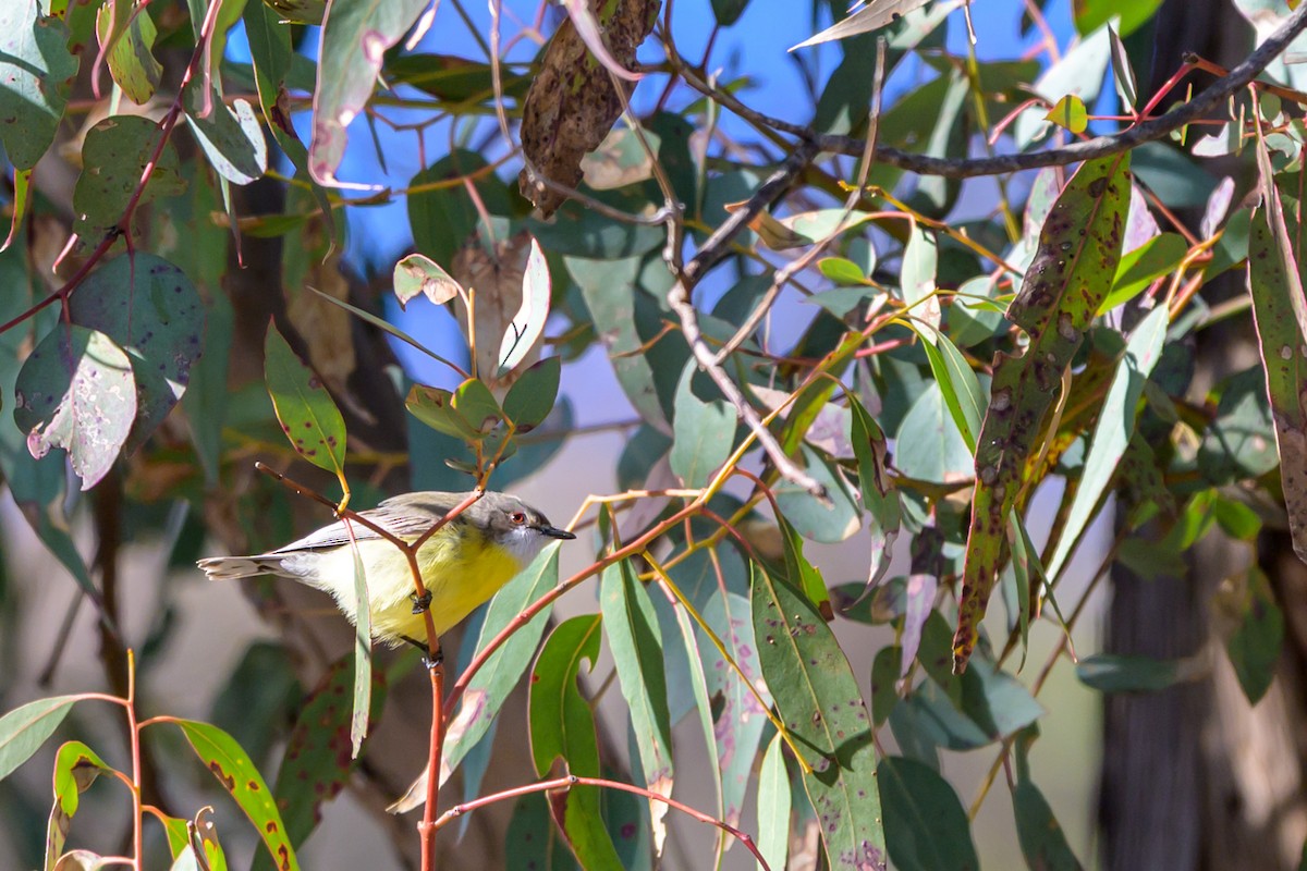 White-throated Gerygone - ML642895420