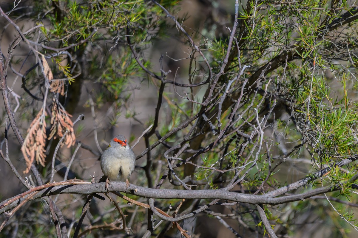 Red-browed Firetail - ML642895429