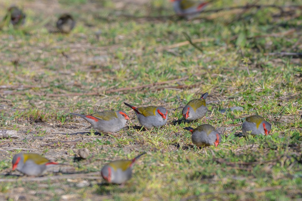 Red-browed Firetail - ML642895430