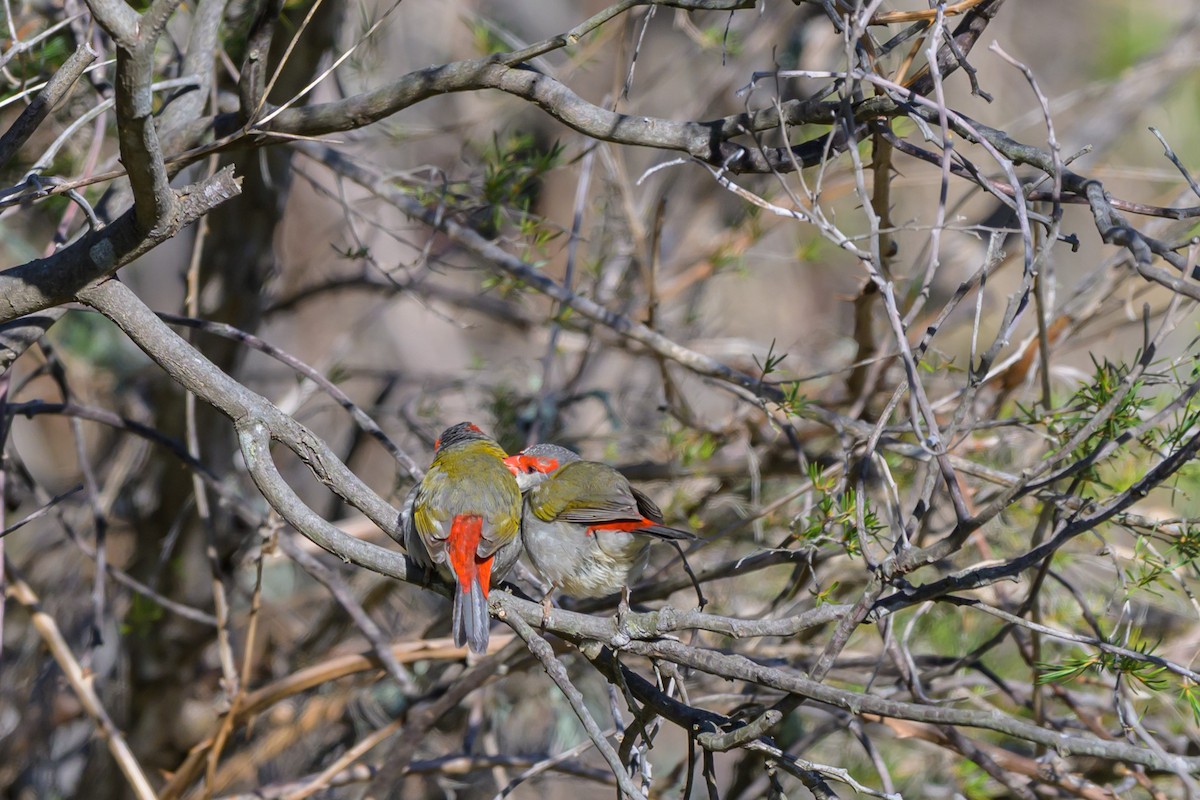 Red-browed Firetail - ML642895431