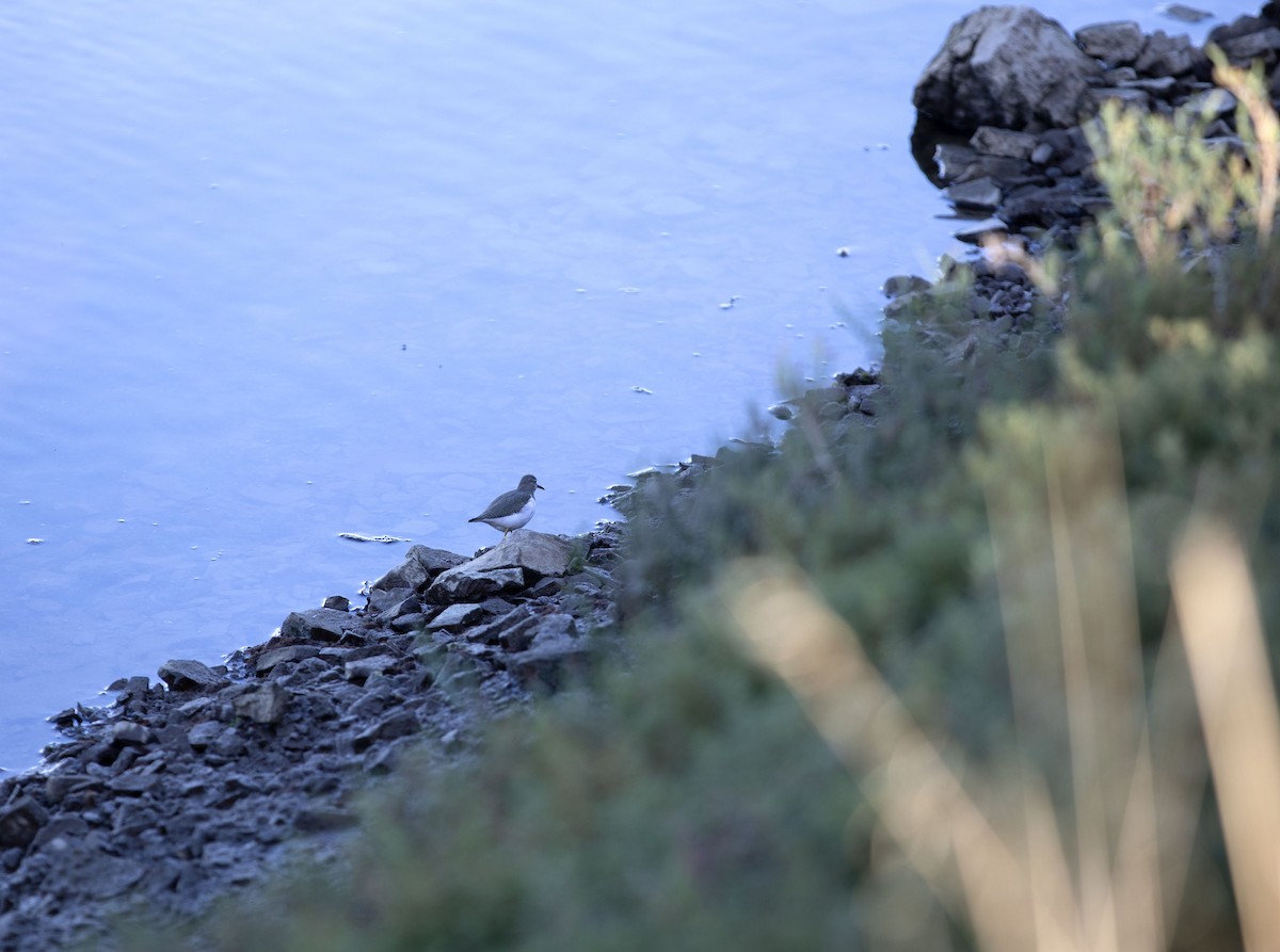 Spotted Sandpiper - ML642895447