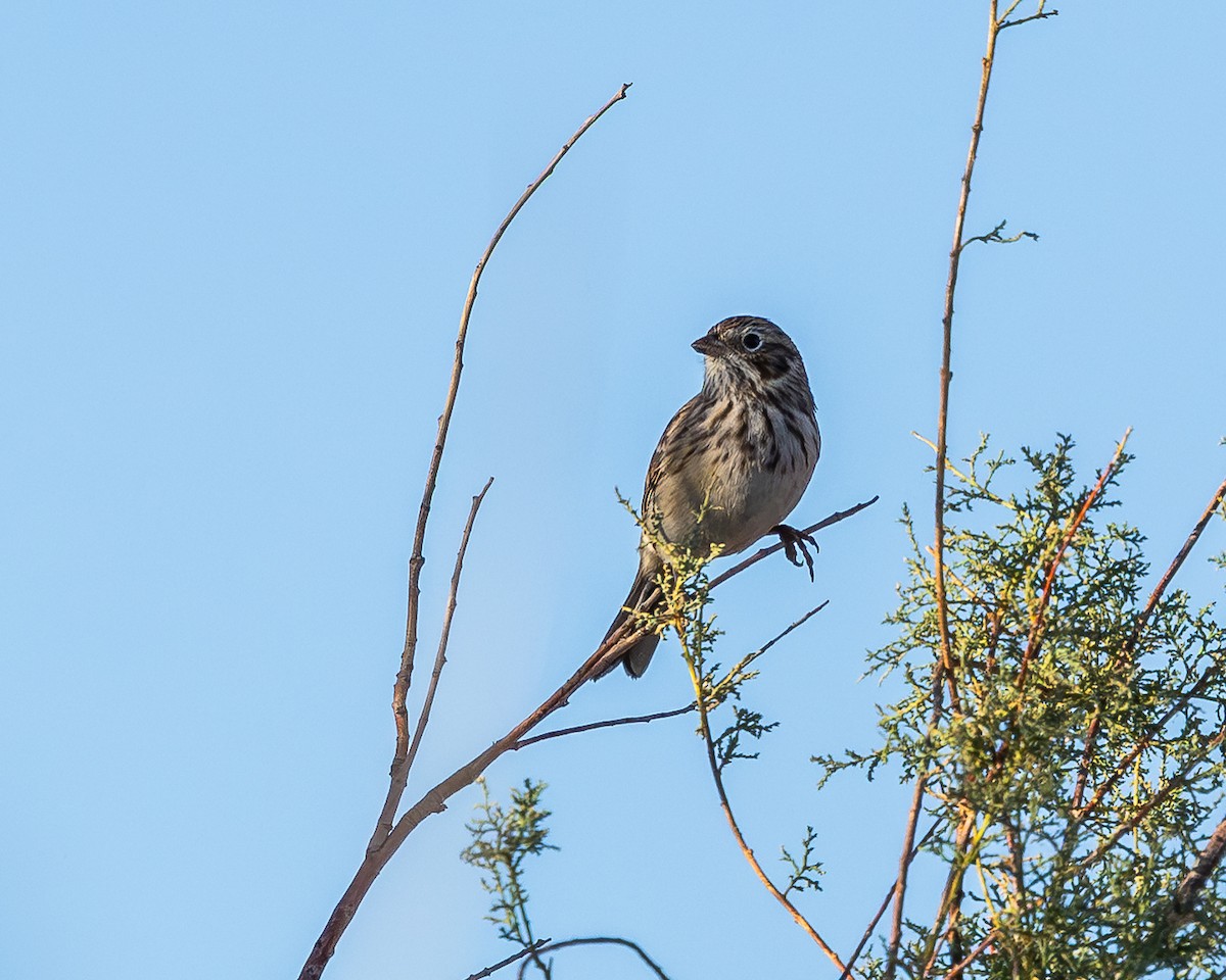 Vesper Sparrow - ML642895448