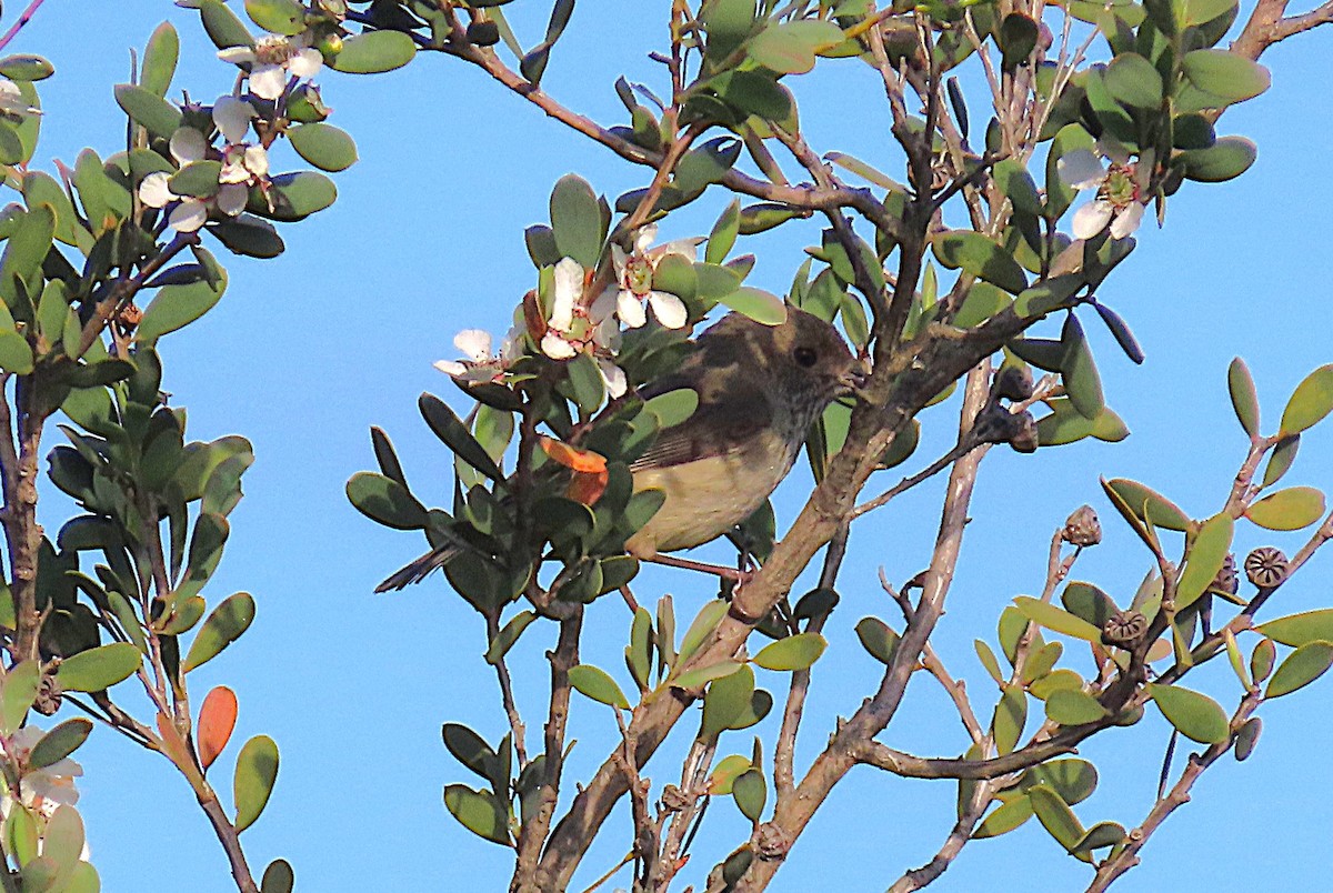 Brown Thornbill - ML642895452