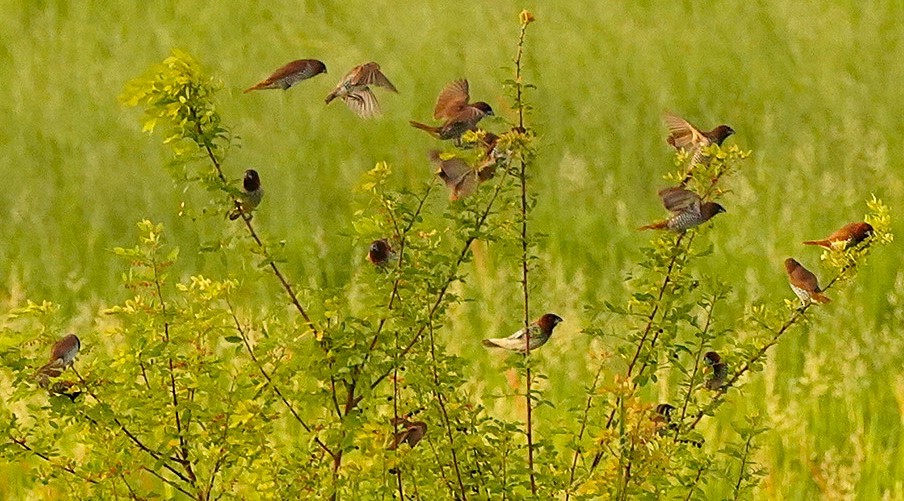Scaly-breasted Munia - ML642895457