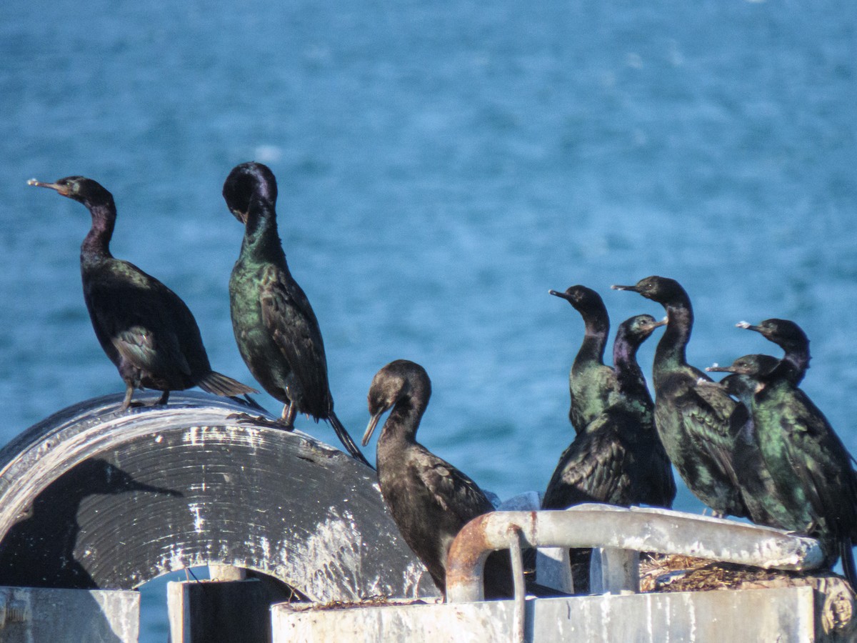Cormoran pélagique - ML642895465