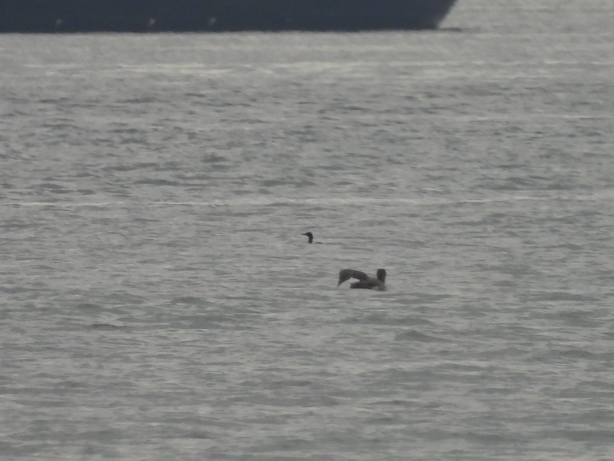 Cormoran pélagique - ML642895466