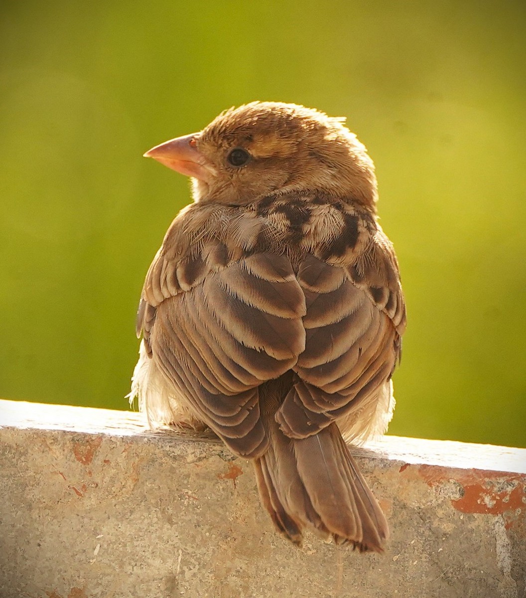 Moineau domestique - ML642895467
