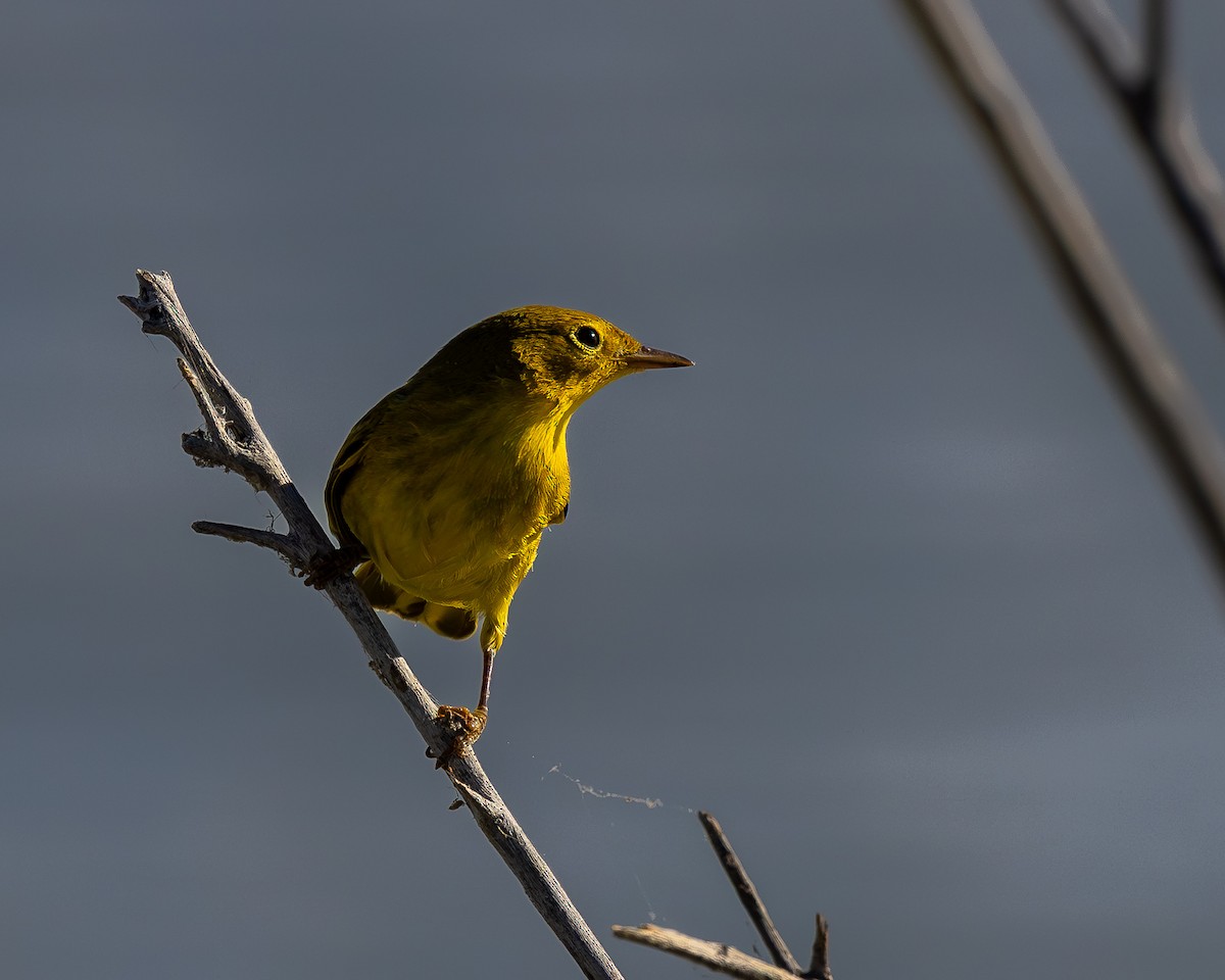 Paruline jaune - ML642895471