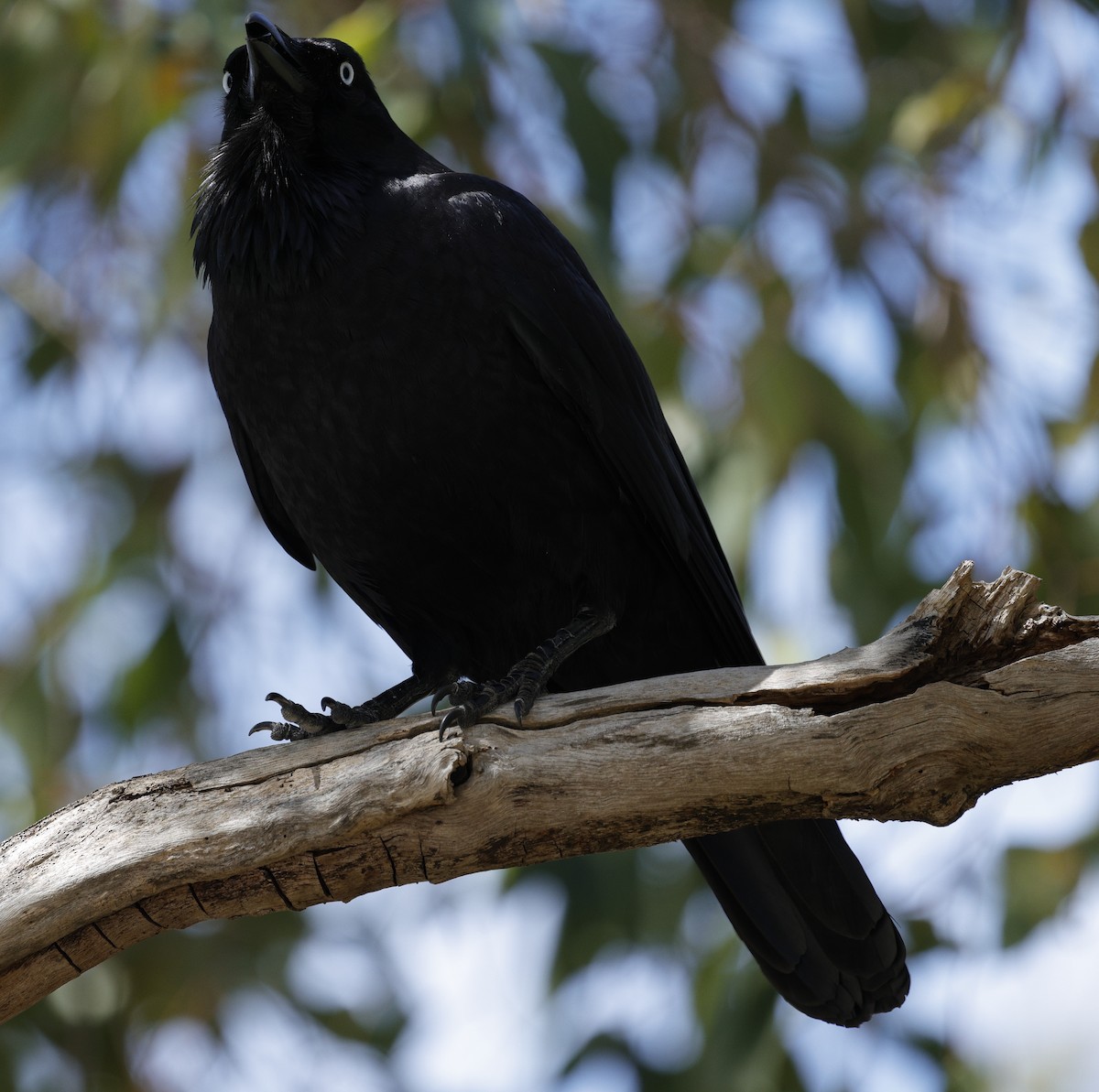 Corbeau d'Australie - ML642895475