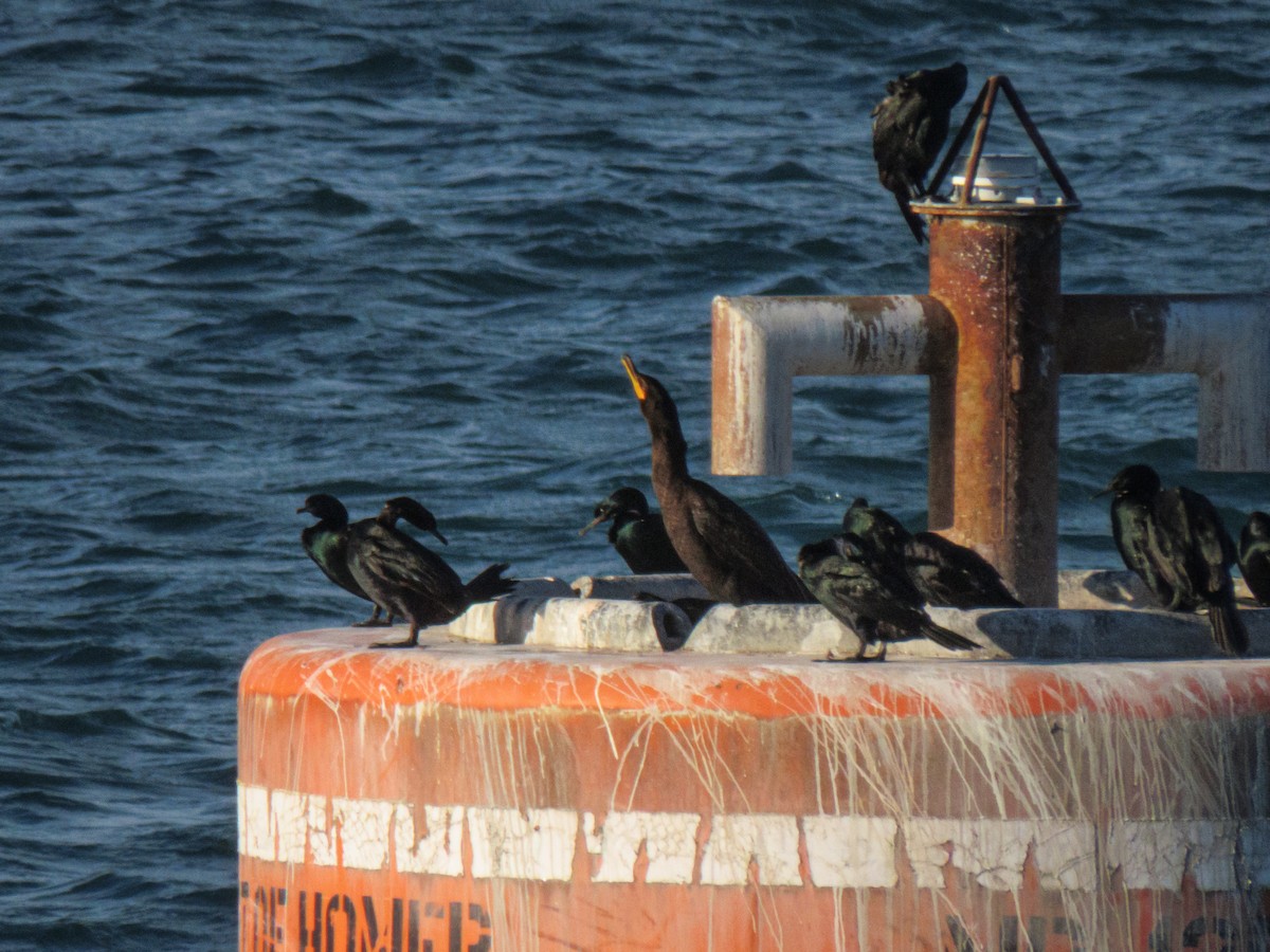 Cormoran à aigrettes - ML642895479