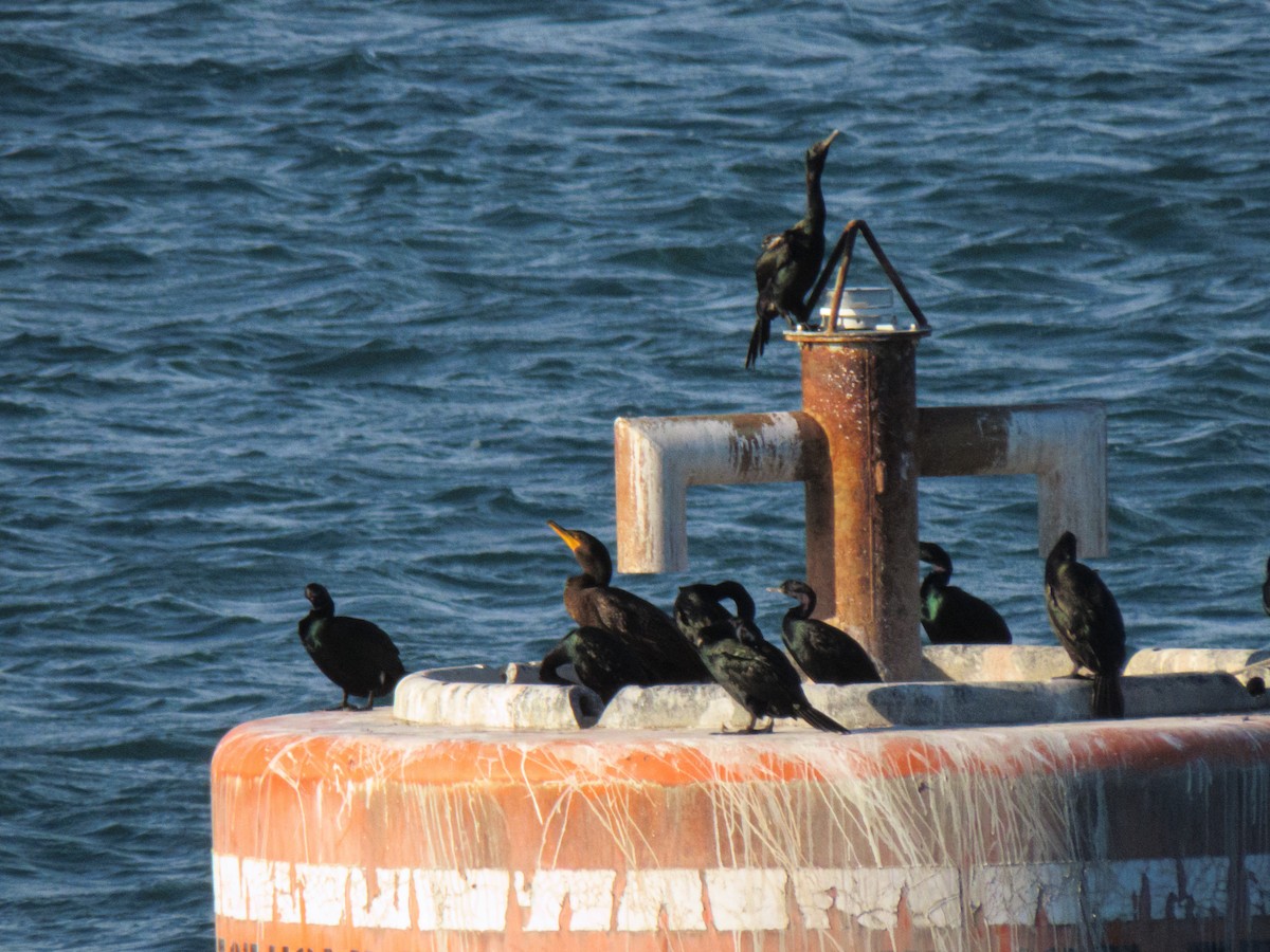 Cormoran à aigrettes - ML642895480